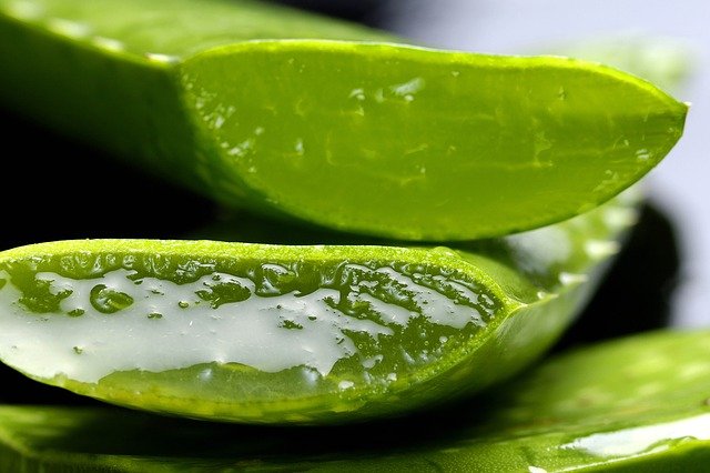 Zázrak zo záhradky – Aloe Vera